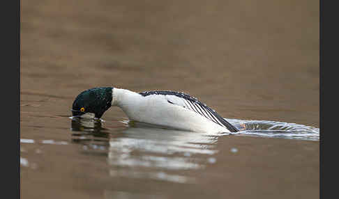 Schellente (Bucephala clangula)