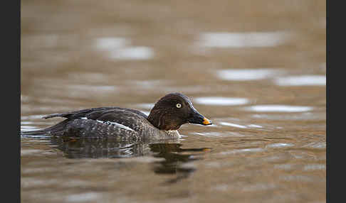 Schellente (Bucephala clangula)