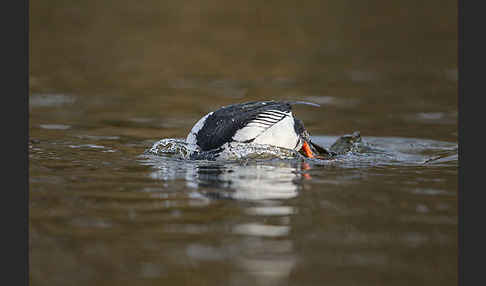 Schellente (Bucephala clangula)