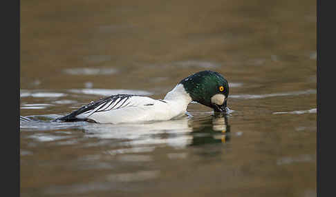 Schellente (Bucephala clangula)