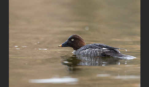 Schellente (Bucephala clangula)