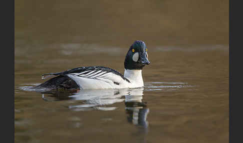 Schellente (Bucephala clangula)