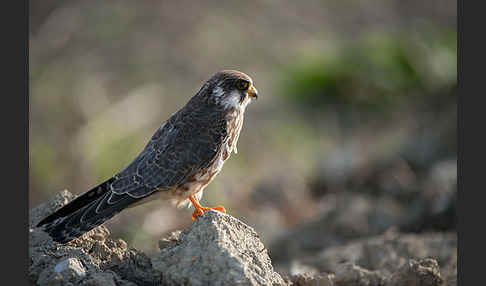 Rotfußfalke (Falco vespertinus)