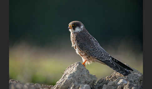 Rotfußfalke (Falco vespertinus)