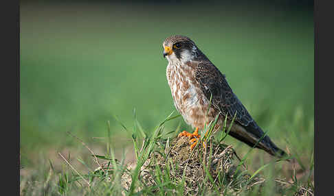 Rotfußfalke (Falco vespertinus)