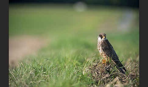 Rotfußfalke (Falco vespertinus)