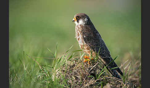 Rotfußfalke (Falco vespertinus)