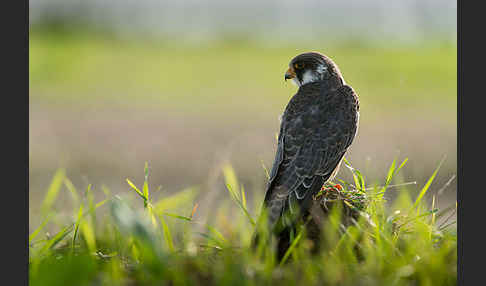 Rotfußfalke (Falco vespertinus)