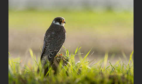 Rotfußfalke (Falco vespertinus)