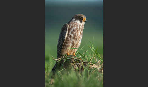 Rotfußfalke (Falco vespertinus)