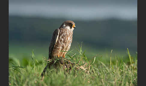 Rotfußfalke (Falco vespertinus)