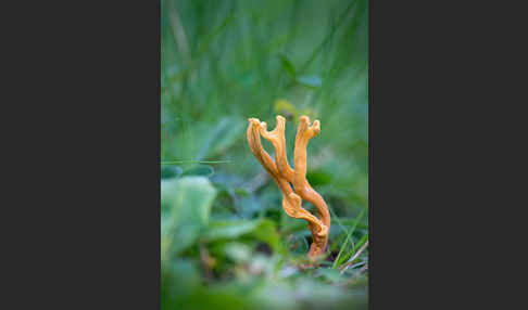 Geweihförmige Wiesenkoralle (Clavulinopsis corniculata)