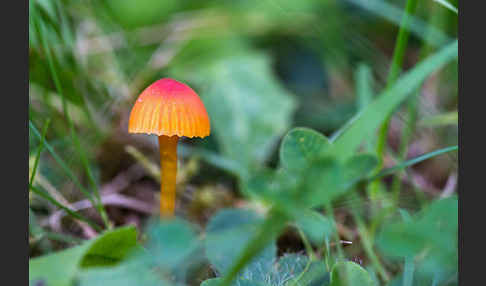 Bitterer Saftling (Hygrocybe mucronella)