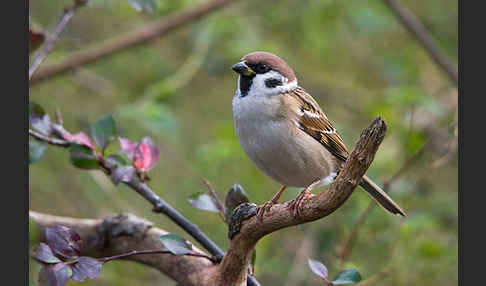 Feldsperling (Passer montanus)