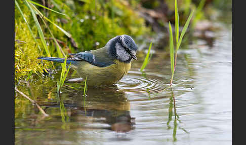 Blaumeise (Parus caeruleus)