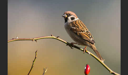 Feldsperling (Passer montanus)