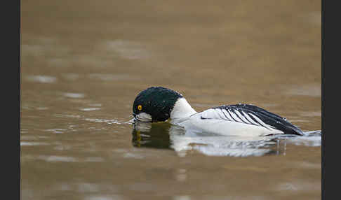 Schellente (Bucephala clangula)