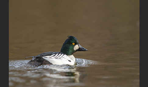 Schellente (Bucephala clangula)