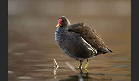 Teichralle (Gallinula chloropus)