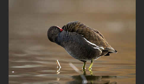 Teichralle (Gallinula chloropus)