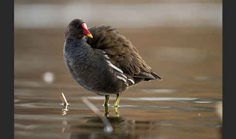 Teichralle (Gallinula chloropus)