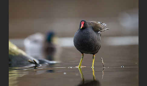 Teichralle (Gallinula chloropus)