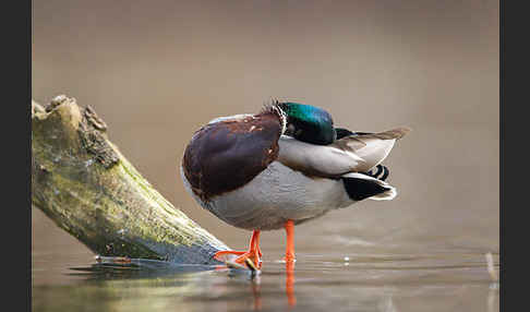 Stockente (Anas platyrhynchos)