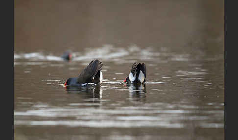 Teichralle (Gallinula chloropus)