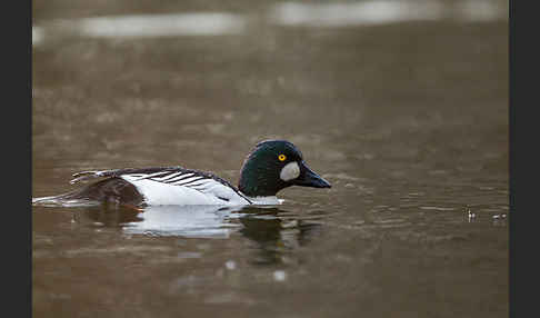 Schellente (Bucephala clangula)