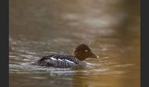 Schellente (Bucephala clangula)