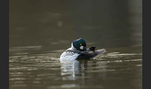 Schellente (Bucephala clangula)