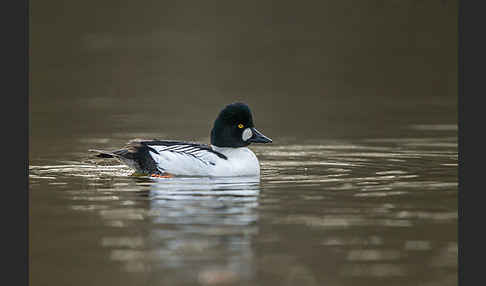 Schellente (Bucephala clangula)