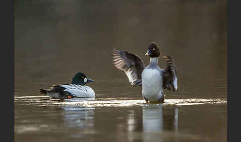 Schellente (Bucephala clangula)