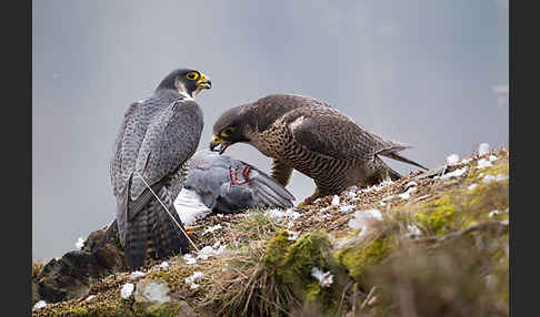 Wanderfalke (Falco peregrinus)