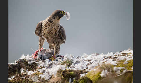 Wanderfalke (Falco peregrinus)