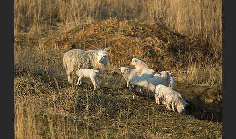 Hausschaf (Ovis gmelini aries)