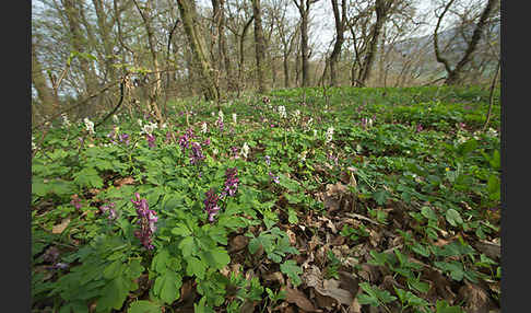 Hohler Lerchensporn (Corydalis cava)