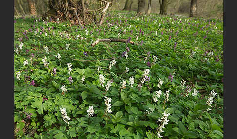 Hohler Lerchensporn (Corydalis cava)