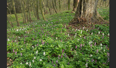 Hohler Lerchensporn (Corydalis cava)