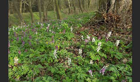 Hohler Lerchensporn (Corydalis cava)