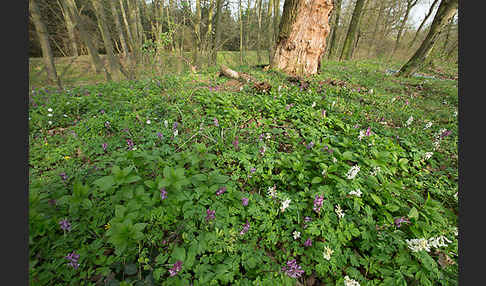 Hohler Lerchensporn (Corydalis cava)