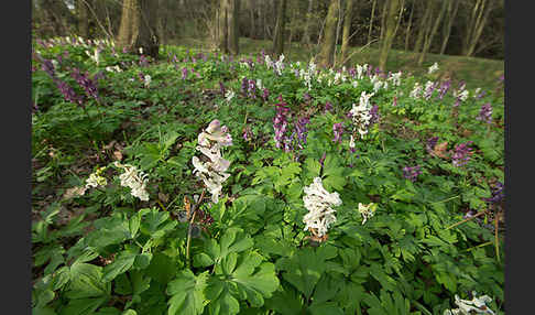 Hohler Lerchensporn (Corydalis cava)