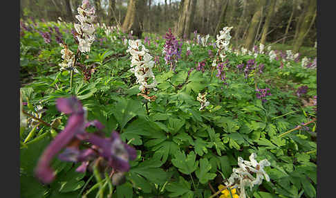 Hohler Lerchensporn (Corydalis cava)