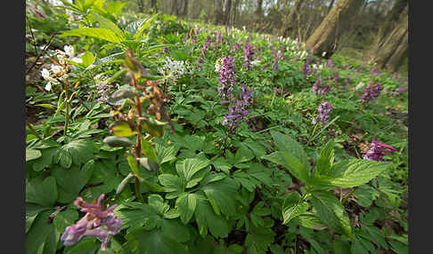 Hohler Lerchensporn (Corydalis cava)