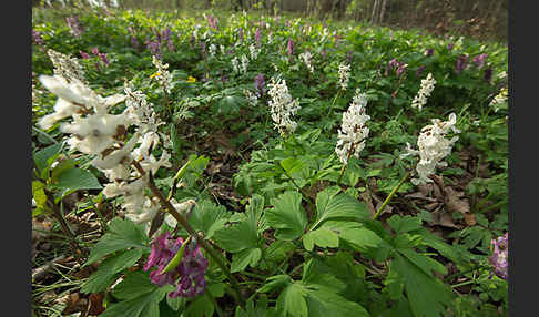 Hohler Lerchensporn (Corydalis cava)