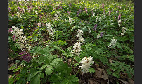 Hohler Lerchensporn (Corydalis cava)