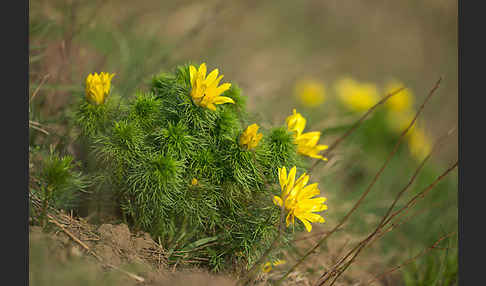 Frühlings-Adonisröschen (Adonis vernalis)