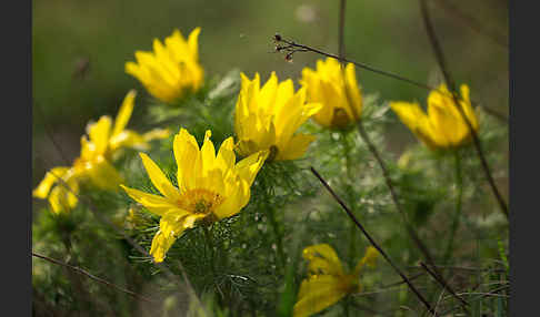 Frühlings-Adonisröschen (Adonis vernalis)