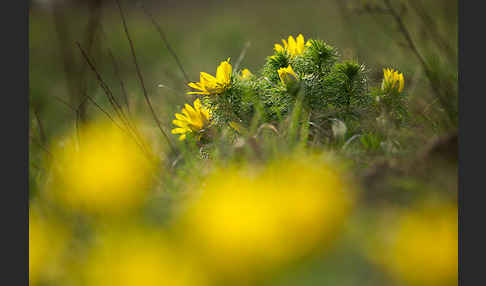 Frühlings-Adonisröschen (Adonis vernalis)