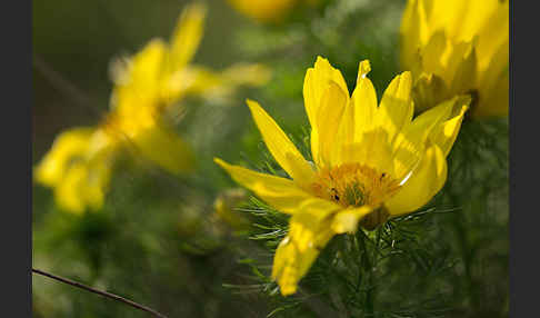 Frühlings-Adonisröschen (Adonis vernalis)